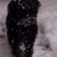 Aqui esta mi perrita en 2009 en la nieve jejej con 8 añitos 